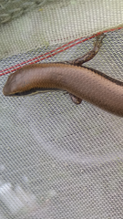 Marisora brachypoda