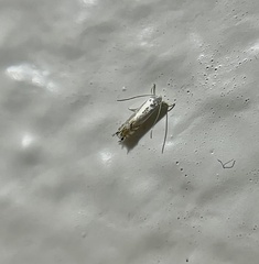 Phyllocnistis vitifoliella