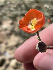 Sphaeralcea fendleri