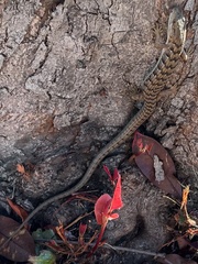 Elgaria multicarinata