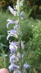 Lobelia
