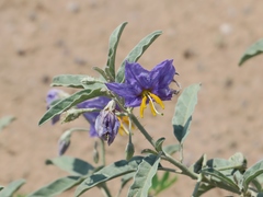 Solanum elaeagnifolium