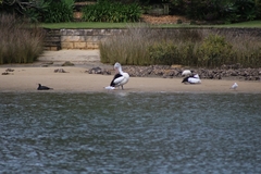 Pelecanus conspicillatus