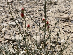 Sphaeralcea fendleri