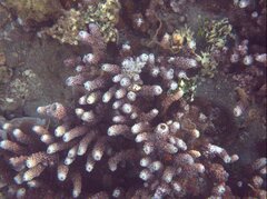 Montipora