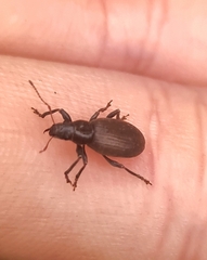 Brachyderes incanus