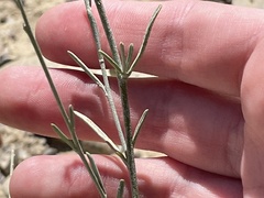 Sphaeralcea fendleri