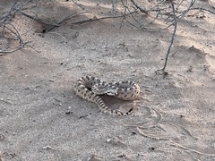 Crotalus cerastes