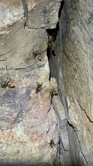 Polistes comanchus