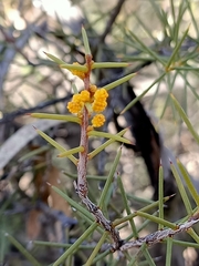 Acacia colletioides