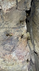 Polistes comanchus