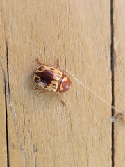 Cryptocephalus mutabilis