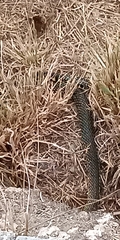 Hierophis viridiflavus