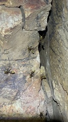 Polistes comanchus