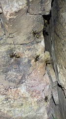 Polistes comanchus
