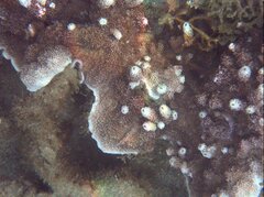Montipora