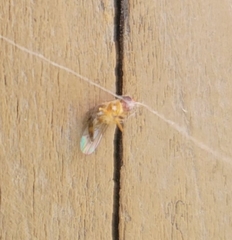 Drosophilidae