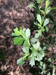 Dodonaea triangularis