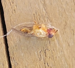 Drosophilidae