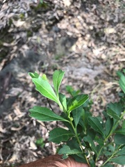 Dodonaea triangularis