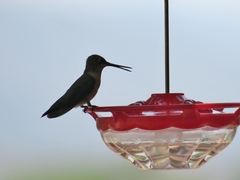 Archilochus alexandri