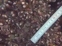 Montipora