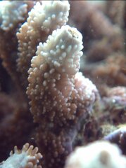 Montipora