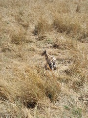 Leptailurus serval lipostictus