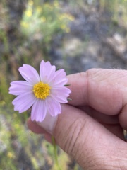 Cosmos parviflorus