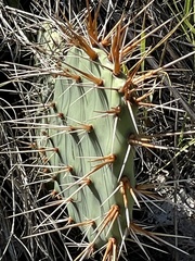 Opuntia phaeacantha