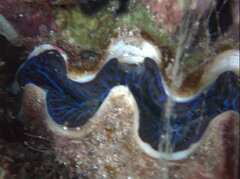 Tridacna maxima