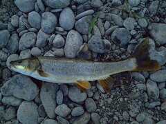 Ptychocheilus oregonensis