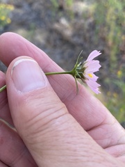 Cosmos parviflorus