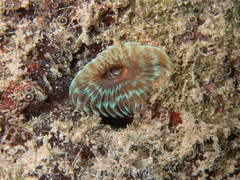 Sabellinae