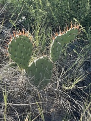Opuntia phaeacantha