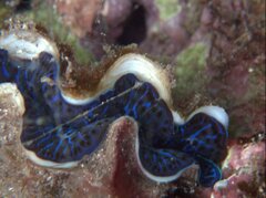 Tridacna maxima