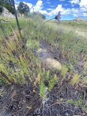 Cosmos parviflorus