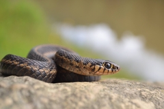 Thamnophis scalaris