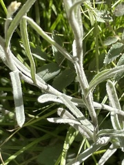 Pseudognaphalium