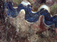 Tridacna maxima