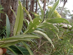 Ozothamnus