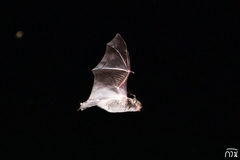 Myotis hasseltii