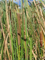 Typha angustifolia