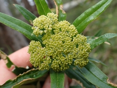 Ozothamnus