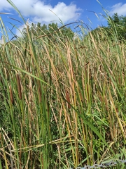 Typha angustifolia