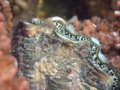 Tridacna maxima