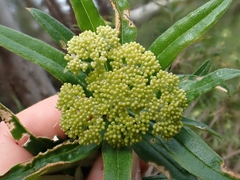 Ozothamnus