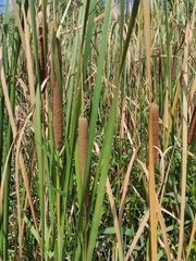 Typha angustifolia