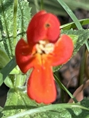 Erythranthe cardinalis