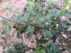 Dodonaea triangularis